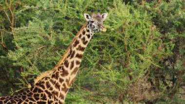 Güney Afrika Kruger Ulusal Parkı 'nda zürafa zürafa camelopardalis. Safaride sıra sıra dizilmiş arabaların insansız hava aracından vurulan vahşi hayvanları izlemesi inanılmaz bir manzara. Vahşi yaşam kavramı, doğa, Afrika.