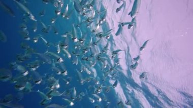 Hint uskumrularının balık kasesi. Güneşin altında gizli kayaların arkasında saklanan gümüş balıklar. Ve sualtı gümüşleri. Sığ denizde deniz yaşamı