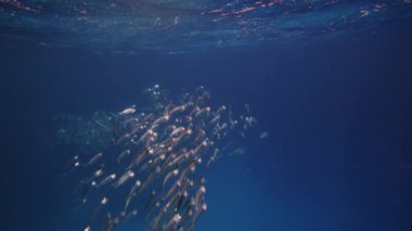 Hint uskumrularının balık kasesi. Güneşin altında gizli kayaların arkasında saklanan gümüş balıklar. Ve sualtı gümüşleri. Sığ denizde deniz yaşamı