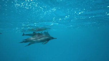 Kızıl Deniz 'in mavi sularında oynayan yunuslar. Vahşi yunusun nefes alışının sualtı görüntüsü. Sudaki deniz hayvanları doğal ortamlarında. Dost canlısı şişe burunlu. Vahşi yaşam doğası