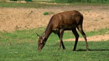 Saklı bir yerde geyik otluyor.