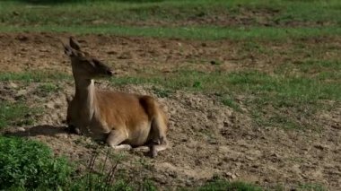 Roe geyiği tarlada yatıyor.