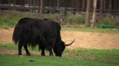 Yeşil tarlada sevimli siyah öküz