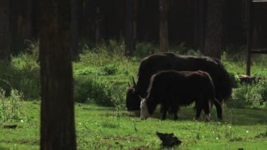 Yak ailesi korunan bir bölgede otlar.