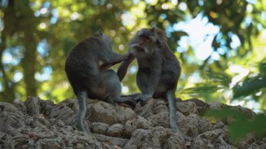 Daldaki şirin maymun portresi kameraya bakıyor. Tatlı maymun yavrusu yağmur ormanlarında liana 'da sallanan meyveleri yiyor. Egzotik ormanda vahşi yaşamın komik bir sahnesi..