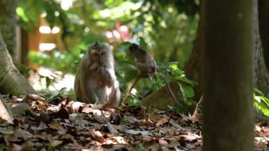 Daldaki şirin maymun portresi kameraya bakıyor. Tatlı maymun yavrusu yağmur ormanlarında liana 'da sallanan meyveleri yiyor. Egzotik ormanda vahşi yaşamın komik bir sahnesi..