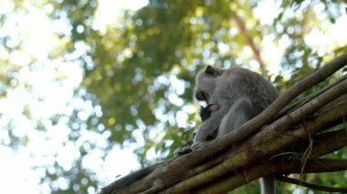 Daldaki şirin maymun portresi kameraya bakıyor. Tatlı maymun yavrusu yağmur ormanlarında liana 'da sallanan meyveleri yiyor. Egzotik ormanda vahşi yaşamın komik bir sahnesi..