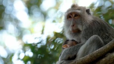 Daldaki şirin maymun portresi kameraya bakıyor. Tatlı maymun yavrusu yağmur ormanlarında liana 'da sallanan meyveleri yiyor. Egzotik ormanda vahşi yaşamın komik bir sahnesi..