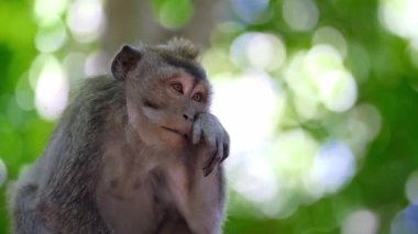 Daldaki şirin maymun portresi kameraya bakıyor. Tatlı maymun yavrusu yağmur ormanlarında liana 'da sallanan meyveleri yiyor. Egzotik ormanda vahşi yaşamın komik bir sahnesi..