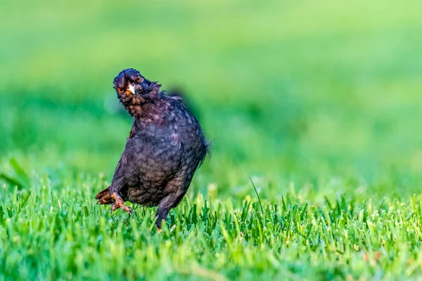 Ett Par Piercing Ögon Myna Tittar Mig Nyfiket Svart — Stockfoto