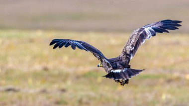 Bozkır kartalı, Kartal familyasının büyük bir yırtıcısıdır. Alçaktan uçar ve avıyla karşılaştığında onu yakalamak için üzerine çullanır..