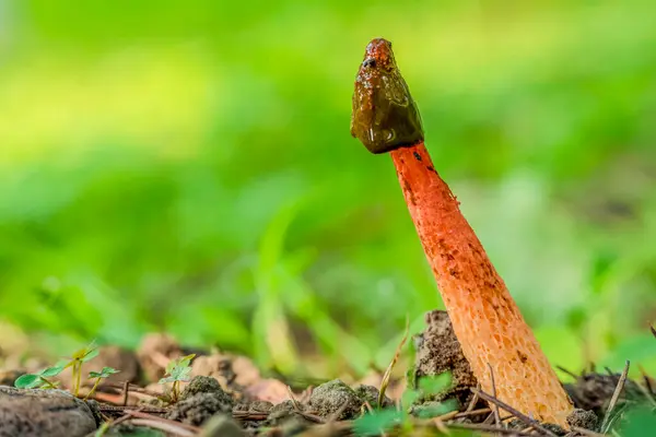 Kokmuş mantarın rengi çok parlak, yağmur mevsiminden sonbahara, yol kenarına, ormana, çalılığa kadar..