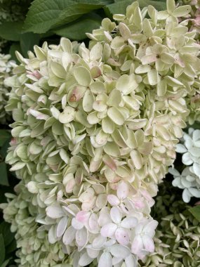 Bahçede büyüyen beyaz ortanca