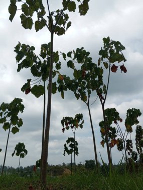 Ağacı ve çiti olan güzel bir manzara.