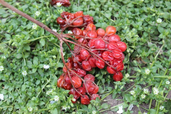 Yeşil çimlerin üzerinde kurumuş kırmızı viburnum meyveleri. — Stok fotoğraf