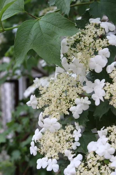 土壌の背景に小さな青紫色の花を咲かせます。早春. — ストック写真