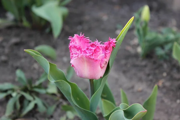 Růžový tulipán květina ve městě jarní zahrada — Stock fotografie