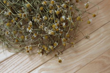 Şehir parkındaki büyük mavi süsen çiçekleri. Bahar