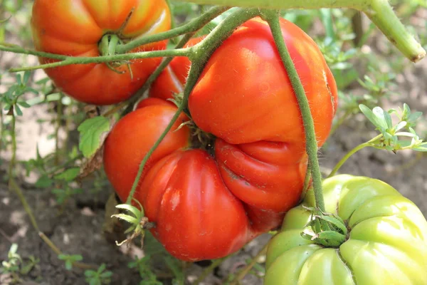 Ripe Red Tomato Field Organic Food Agriculture — стоковое фото