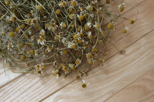 Şehir parkındaki büyük mavi süsen çiçekleri. Bahar