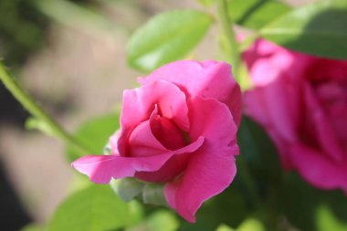 Şehir bahçesindeki gül ağacının rengarenk çiçekleri. Bahçıvanlık