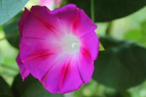 Flores Multicoloridas Glória Matinal Jardim Cidade Jardinagem — Fotografia de Stock