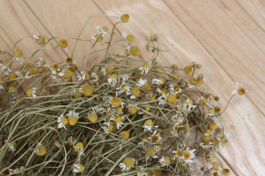 Şehir parkındaki büyük mavi süsen çiçekleri. Bahar