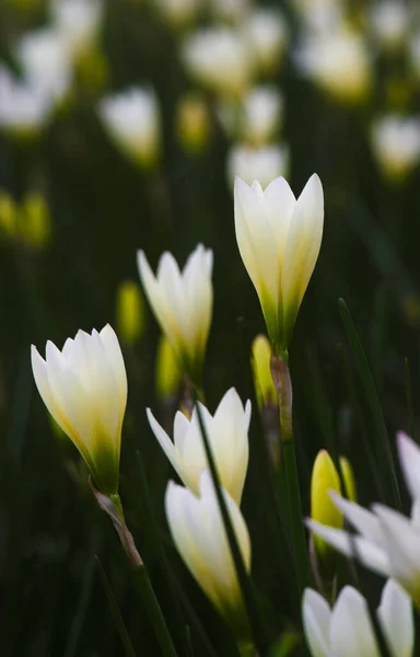 Közeli Kép Fehér Őszi Zephyrlily — Stock Fotó