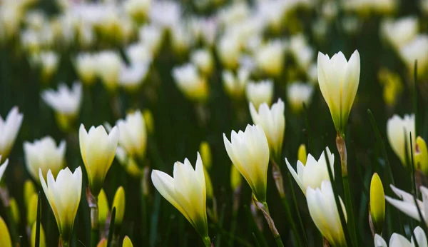 Close Van Witte Herfstzephyrlily — Stockfoto