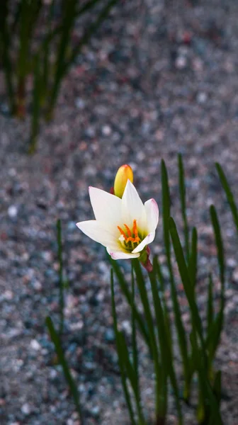 Close Zephyrlily Outono Branco — Fotografia de Stock