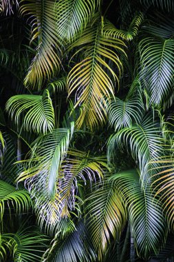 yakın çekim yaprak