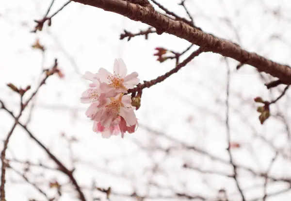 Close Cherry Blossoms — Stock Photo, Image