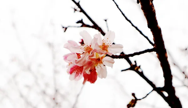 Gros Plan Sur Les Fleurs Cerisier — Photo