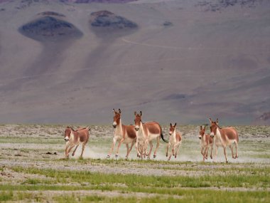 Vahşi at sürüsü Kyang Tso Kar tuzlu gölünde Ladakh dağları, Himalayalar, Kuzey Hindistan