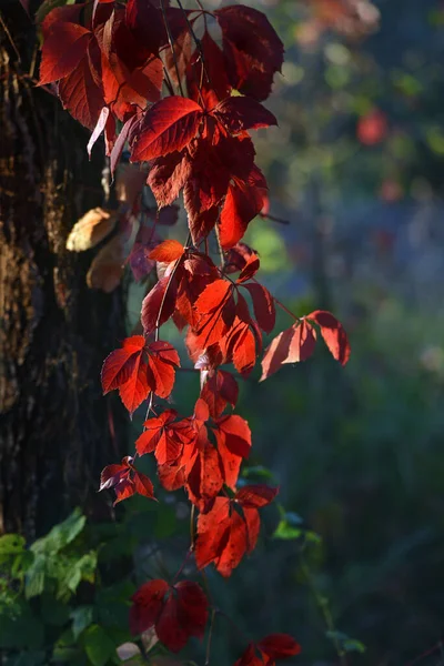 Jasnoczerwone Listowie Autumn Drzewa Zachodzie Słońca Tło Słońca — Zdjęcie stockowe