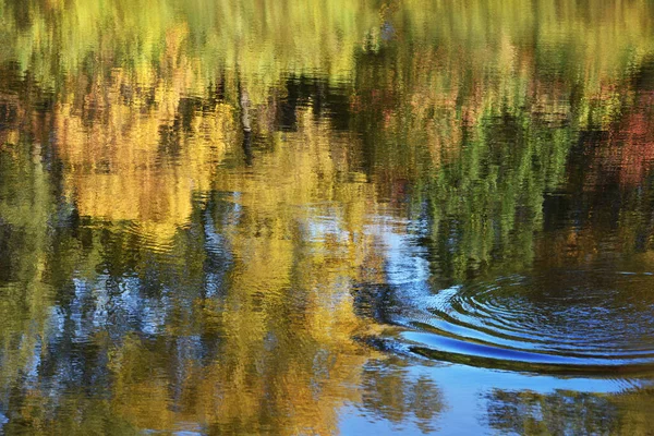 Circles on the water among the reflections of yellow and green autumn trees