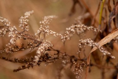 Kuru çimleri kapatın.