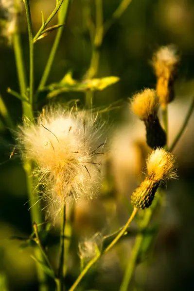 Yeşil çim arka plan üzerinde karahindiba çiçeği