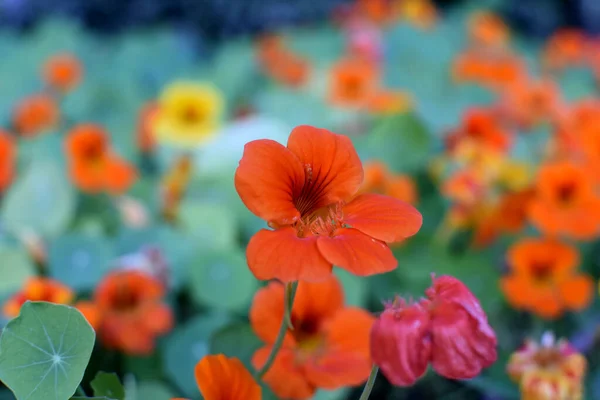 Nasturtium _ Tropaeolum, genellikle nasturtiyum olarak da bilinir, yıllık ve uzun ömürlü otçul bitkilerin yaklaşık 80 türü cinsidir. Carl Linnaeus tarafından 