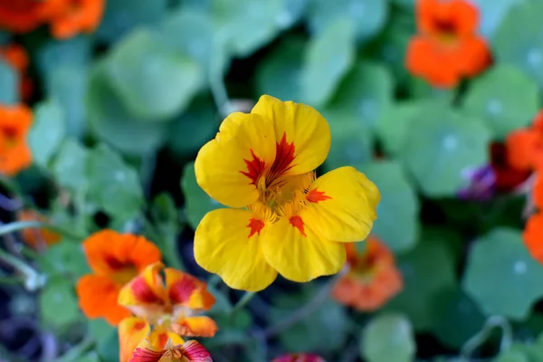 Nasturtium Tropaeolum 俗称Nasturtium 是约80种一年生和多年生草本植物的属 它是卡尔 林奈在他的著作 植物物种 Species Plantarum 中命名的 — 图库照片