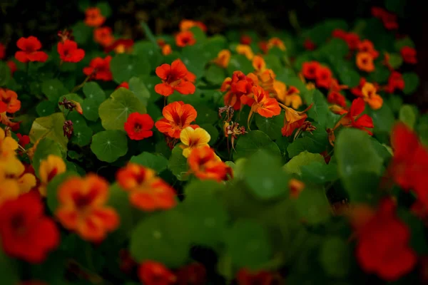 Nasturtium Tropaeolum Κοινώς Γνωστό Nasturtium Είναι Ένα Γένος Περίπου Ειδών — Φωτογραφία Αρχείου