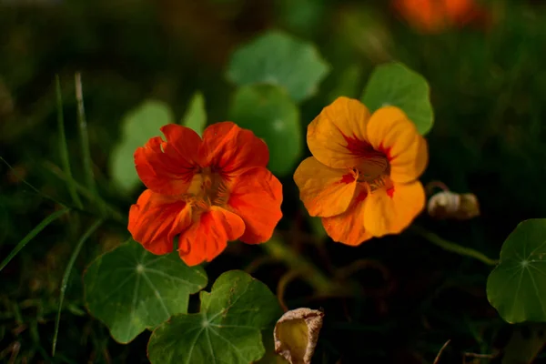 Nasturtium Tropaeolum Κοινώς Γνωστό Nasturtium Είναι Ένα Γένος Περίπου Ειδών — Φωτογραφία Αρχείου