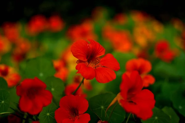 Nasturtium _ Tropaeolum, genellikle nasturtiyum olarak da bilinir, yıllık ve uzun ömürlü otçul bitkilerin yaklaşık 80 türü cinsidir. Carl Linnaeus tarafından 