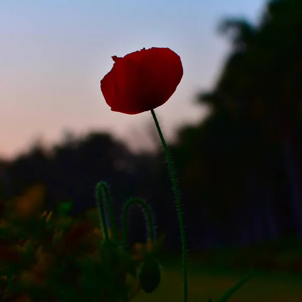 Bahçedeki güzel kırmızı gelincik çiçeği