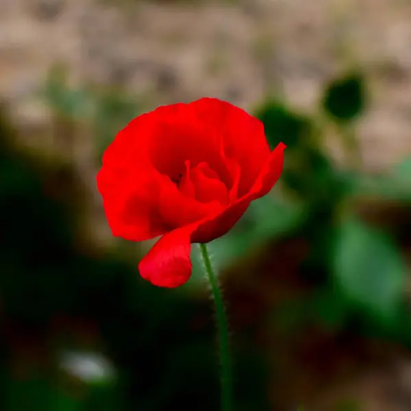 kırmızı haşhaş çimlerde