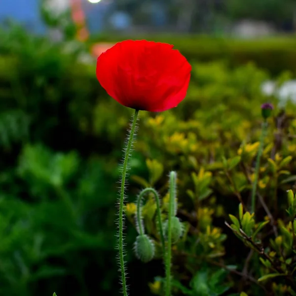 Baharda tarlada kırmızı gelincik çiçekleri