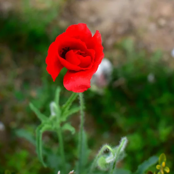 Κόκκινο Λουλούδι Στον Κήπο — Φωτογραφία Αρχείου