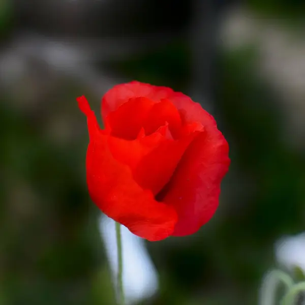 Haşhaş çiçeği (