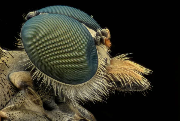 Close Image Dragonfly Head Black Background — Stock Photo, Image