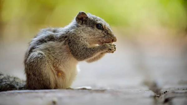 Επιλεκτική Εικόνα Πεινασμένων Chipmunks Δάγκωμα Καρυδιού Πάνω Θολό Φόντο — Φωτογραφία Αρχείου